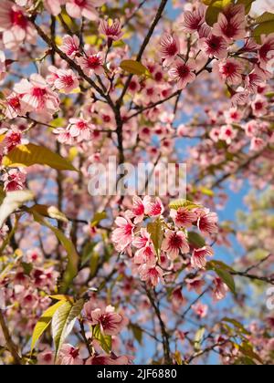 Fiore rosa dolce in primavera stagione Foto Stock