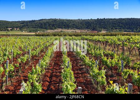 Puglia vigna - la vinificazione regione nella provincia di Bari, Italia. Foto Stock