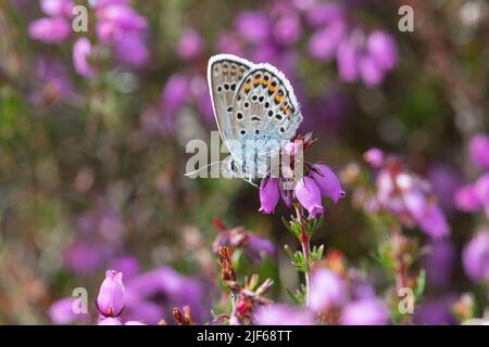 Farfalla blu con borchie d'argento (Plebejus argus), nectaring maschio su campanella erica (Erica cinerea) durante il mese di giugno, brughiera Surrey, Inghilterra, Regno Unito Foto Stock