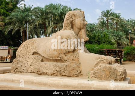 La sfinge di alabastro trovati al di fuori del tempio di Ptah - Memphis, Basso Egitto Foto Stock