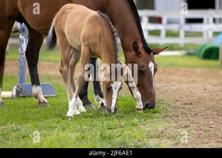 Un cavallo voloso che pascola accanto alla madre. Foto Stock