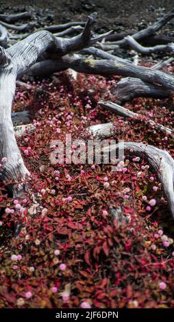 Un colpo verticale di sottobosco rosa-rossastro spesso con i fiori che ricoprono lontre essiccati Foto Stock