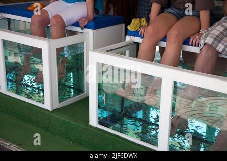 Turisti al medico di pesce, medico pesci (Garra rufa) pulizia piedi di turisti, passeggiata di Playa del Ingles, Grand Canarie, isole Canarie. Spagna Foto Stock