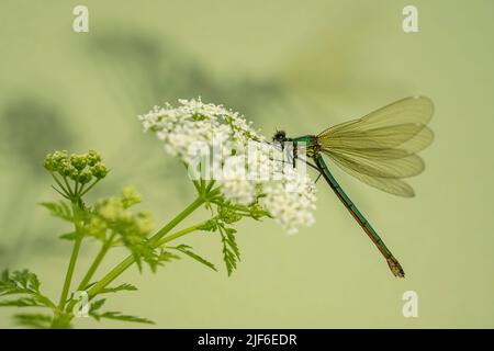 Demoiselle a bandella femmina - Calopteryx splendens Foto Stock