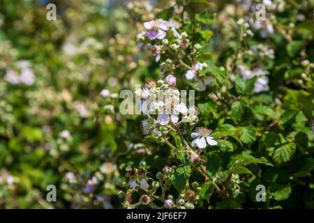 Fiori su una macchia di mora nella campagna del Sussex, in una giornata estiva soleggiata Foto Stock