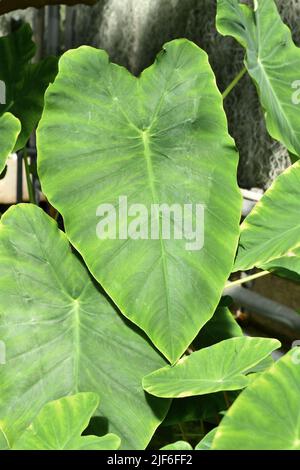 Foglia di pianta tropicale 'Colocasia Esculenta' Taro Foto Stock