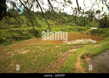 Risaie vicino a Batutumonga, Lempo, Toraja Nord, Sulawesi Sud, Indonesia. Si prevede che temperature più elevate causate dal riscaldamento globale ridurranno le rese delle colture di riso in Indonesia. I cambiamenti nei modelli di El Nino, che hanno un impatto sull'inizio e sulla durata della stagione umida, stanno anche inviando la produzione agricola a uno stato vulnerabile. Lo sviluppo di varietà di riso locali nuove o migliorate che siano più resistenti, come si evingono dagli studi recenti condotti in altri paesi, potrebbe essere una delle chiavi per mitigare il problema. Foto Stock