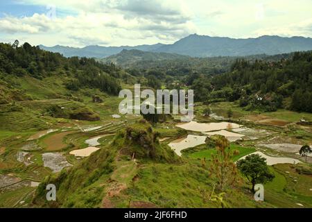 Risaie a Batutumonga, Lempo, Toraja Nord, Sulawesi Sud, Indonesia. Temperature più elevate causate dal riscaldamento globale sono previste per ridurre le rese di raccolto di riso in Indonesia. I cambiamenti nei modelli di El Nino, che influiscono sull'inizio e sulla durata della stagione umida, stanno anche inviando la produzione agricola a uno status vulnerabile. Lo sviluppo di varietà di riso locali nuove, o migliorate, che più resilienti--riecheggiando gli studi recenti in altri paesi--potrebbe essere una delle chiavi da mitigare. Foto Stock