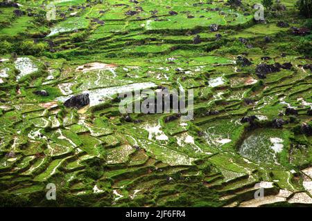 Risaie a Batutumonga, Lempo, Toraja Nord, Sulawesi Sud, Indonesia. Temperature più elevate causate dal riscaldamento globale sono previste per ridurre le rese di raccolto di riso in Indonesia. I cambiamenti nei modelli di El Nino, che influiscono sull'inizio e sulla durata della stagione umida, stanno anche inviando la produzione agricola a uno status vulnerabile. Lo sviluppo di varietà di riso locali nuove, o migliorate, che più resilienti--riecheggiando gli studi recenti in altri paesi--potrebbe essere una delle chiavi da mitigare. Foto Stock