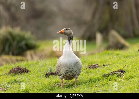 Grigio Lag Goose anser essere allerta su un prato in piedi di fronte Foto Stock