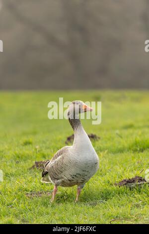 Grigio Lag Goose anser essere allerta su un prato in piedi di fronte Foto Stock