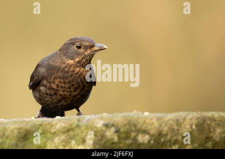 Femmina Blackbird (Turdus merula) arroccato su una parete coperta di muschio Foto Stock