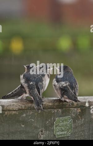 Giovani Eurasion Barn Swallows seduta su una recinzione durante una tempesta di pioggia sfondo isolato Foto Stock