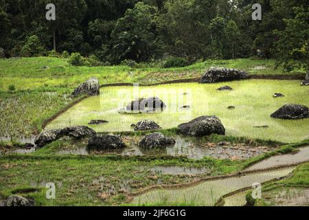 Risaie a Batutumonga, Lempo, Toraja Nord, Sulawesi Sud, Indonesia. Si prevede che temperature più elevate causate dal riscaldamento globale ridurranno le rese delle colture di riso in Indonesia. I cambiamenti nei modelli di El Nino, che hanno un impatto sull'inizio e sulla durata della stagione umida, stanno anche inviando la produzione agricola a uno stato vulnerabile. Lo sviluppo di varietà di riso locali nuove o migliorate che siano più resistenti, come si evingono dagli studi recenti condotti in altri paesi, potrebbe essere una delle chiavi per mitigare il problema. Foto Stock