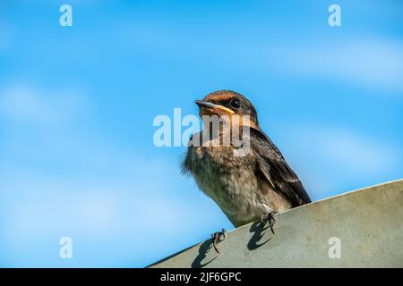 Inghiottire riposando su un cartello al Rower's Bay Park a Singapore Foto Stock