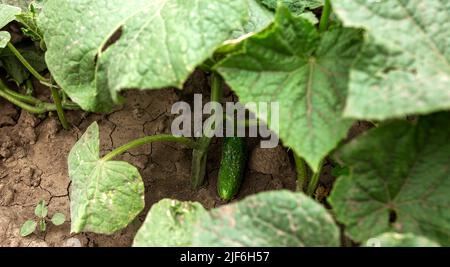 Cetriolo cresce su letti di foglie. Rurale, giardinaggio, orto, verdure Foto Stock