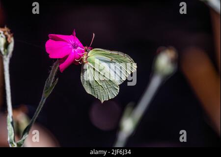 Gonepteryx rhamni su Silene coronaria nel giardino, Amburgo, Germania Foto Stock