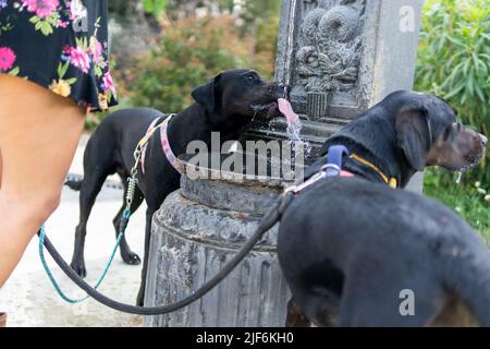 Black Labrador Retriever cani su guinzaglio leccarsi l'acqua da bere fontana mentre in piedi vicino al proprietario del raccolto nel parco Foto Stock