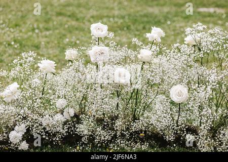 Rose in fiore con petali bianchi e piccoli fiori di gypsofila tenero che crescono sul prato erboso in zona rurale il giorno d'estate Foto Stock