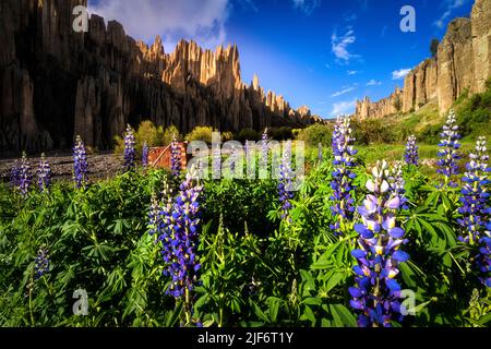Pittoresco paesaggio di freschi fiori Lupinus mutabilis che crescono su prato erboso circondato da frastagliate scogliere rocciose di Valle de las Animas su soleggiato da Foto Stock