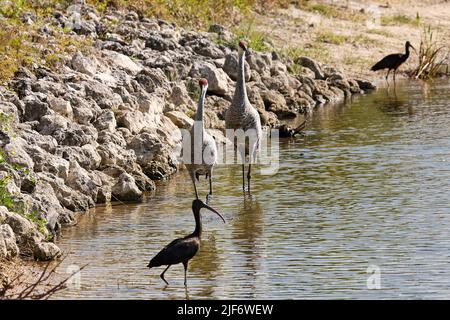 Coppia gru Sandhill, Grus canadensis, Glossy Ibis Walking, Plegadis facinellus, motion, uccelli, in piedi in acqua, fauna selvatica, animale, natura, Florida; V Foto Stock