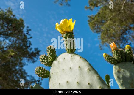 Fiore di cactus di pera di prickly contro il cielo blu Foto Stock