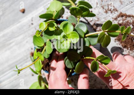 Peperomia tetrafilla, conosciuta come ghianda o peperomia a quattro foglie, piantata in un vaso blu al chiuso. Foto Stock