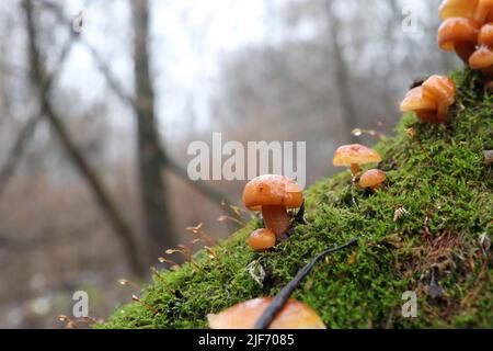 Funghi in velluto nella foresta d'inverno Foto Stock