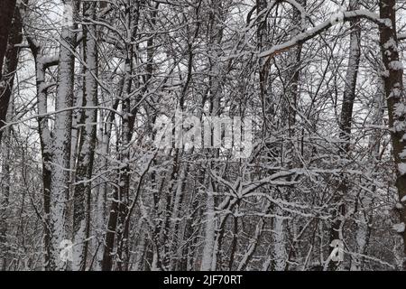 molta neve nella foresta invernale Foto Stock