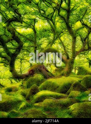 Coperte di muschio alberi di quercia in Wistman il legno. La contea del Devon. Parco Nazionale di Dartmoor, Inghilterra Foto Stock