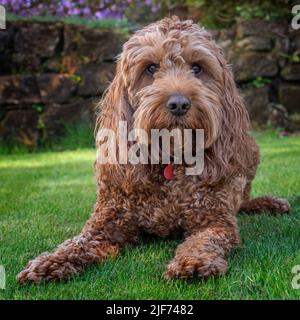 Un cane rosso cockapoo sdraiato sull'erba guardando gli eventi intorno a lui Foto Stock