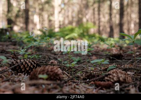 Coni secchi giacciono sul terreno tra piante verdi nella foresta, su uno sfondo sfocato di alberi. Foto Stock