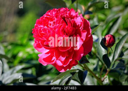 Fiori di peonia rossa, Paeonia, coltivati in giardino in una giornata di sole d'estate. Foto Stock