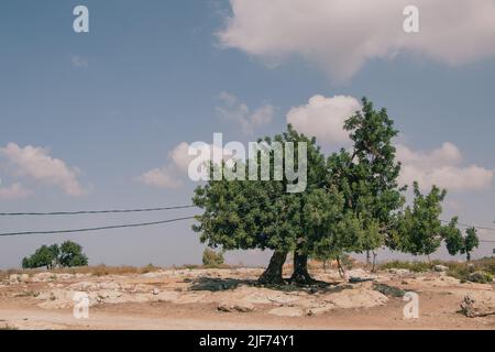 Pneumatico, Libano. 25th Ott 2021. Un albero sotto il quale i bambini a volte hanno le loro lezioni scolastiche. I bambini siriani sono visti fuori da un campo profughi a Tiro, nel sud del Libano, nel pomeriggio. Il paese è stato caratterizzato da conflitti politici, da una grave crisi finanziaria e dalla pandemia corona, e il governo ha preso il maggior numero di rifugiati in tutto il mondo, stimato a 1,5 milioni di euro. (Foto di Lara Hauser/SOPA Images/Sipa USA) Credit: Sipa USA/Alamy Live News Foto Stock