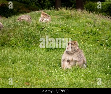 Macachi Barbary roaming gratuito. Vivono in grandi gruppi e al loro interno abbiamo fino a 6 generazioni coesistenti. Foto Stock