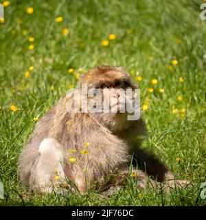 Macachi Barbary roaming gratuito. Vivono in grandi gruppi e al loro interno abbiamo fino a 6 generazioni coesistenti. Foto Stock