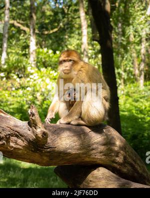 Macachi Barbary roaming gratuito. Vivono in grandi gruppi e al loro interno abbiamo fino a 6 generazioni coesistenti. Foto Stock