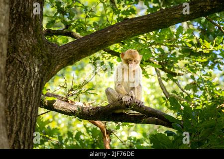 Macachi Barbary roaming gratuito. Vivono in grandi gruppi e al loro interno abbiamo fino a 6 generazioni coesistenti. Foto Stock