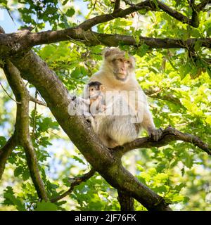 Macachi Barbary roaming gratuito. Vivono in grandi gruppi e al loro interno abbiamo fino a 6 generazioni coesistenti. Foto Stock