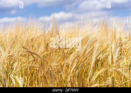 Questo campo di grano giallo brillante in Germania è quasi pronto per il raccolto. Un cielo blu ricco è pieno di nuvole bianche soffose. Foto Stock