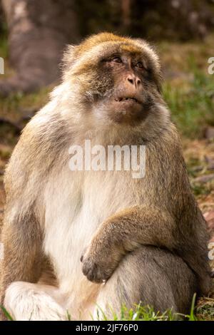 Macachi Barbary roaming gratuito. Vivono in grandi gruppi e al loro interno abbiamo fino a 6 generazioni coesistenti. Foto Stock