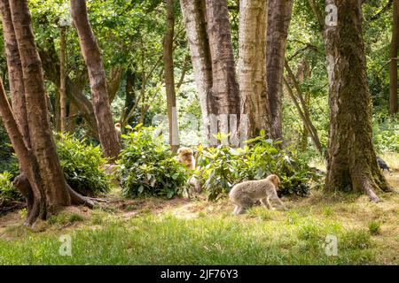 Macachi Barbary roaming gratuito. Vivono in grandi gruppi e al loro interno abbiamo fino a 6 generazioni coesistenti. Foto Stock