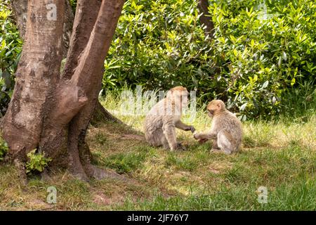 Macachi Barbary roaming gratuito. Vivono in grandi gruppi e al loro interno abbiamo fino a 6 generazioni coesistenti. Foto Stock