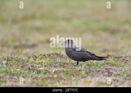 Arctic skua Stercorarius parassiticus, Mainland, morfo scuro adulto in brughiera, Isole Shetland, Scozia, Regno Unito, giugno Foto Stock