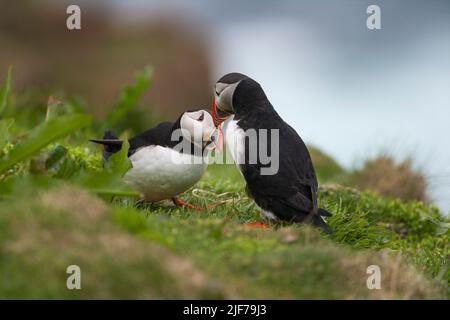 Atlantic puffin Fratercola artica, fatturazione adulti su Cliff-top, Mainland, Shetland Isles, Scozia, Regno Unito, Giugno Foto Stock