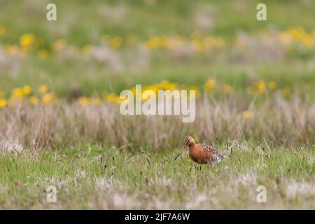 godwit Limosa limosa dalla coda nera, adulta in preda alla brughiera, Fetlar, Isole Shetland, Scozia, Regno Unito, Giugno Foto Stock