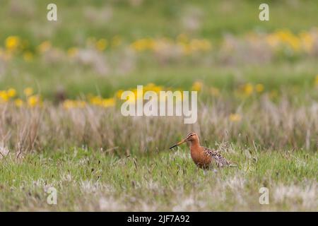 godwit Limosa limosa dalla coda nera, adulta in preda alla brughiera, Fetlar, Isole Shetland, Scozia, Regno Unito, Giugno Foto Stock