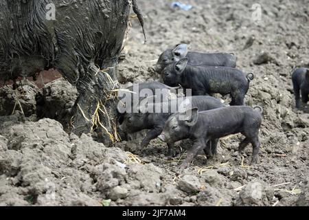 Maiale nero e suinetti in un campo fangoso con fango sfocato sullo sfondo. Foto Stock