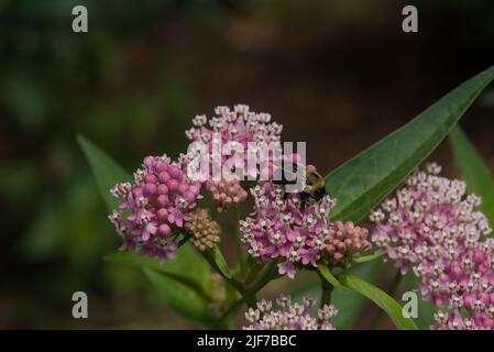 Bumblebee che si nutrono di fiori di Milkweed Foto Stock