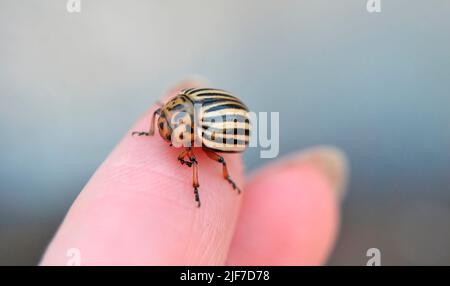 Primo piano con coleotteri del Colorado. Immagine macro a colori di primo piano estrema raffigurante un coleottero di patate Colorado. Peste maggiore di raccolti di patata. A dieci righe Foto Stock